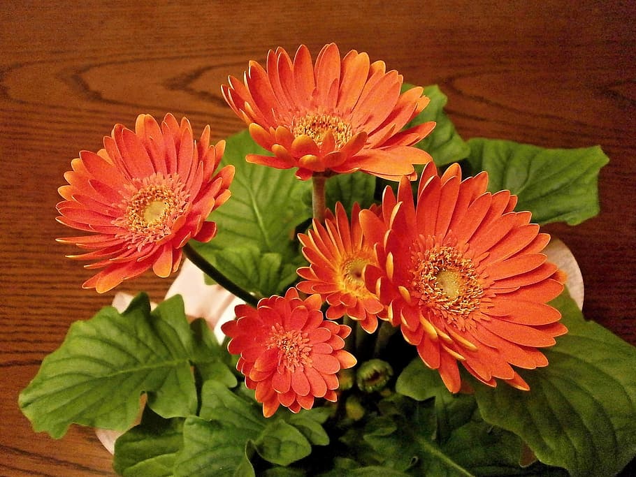 gerbera, spring flowers, potted plants, flower, flowering plant, vulnerability, plant, freshness, beauty in nature, fragility