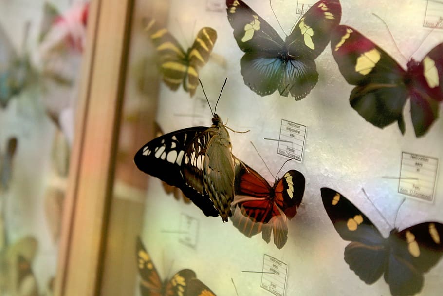 黒, 白, 蝶, ガラスフレーム蝶の装飾, フレーム, コレクション, ガラス, 自然, 動物, 昆虫