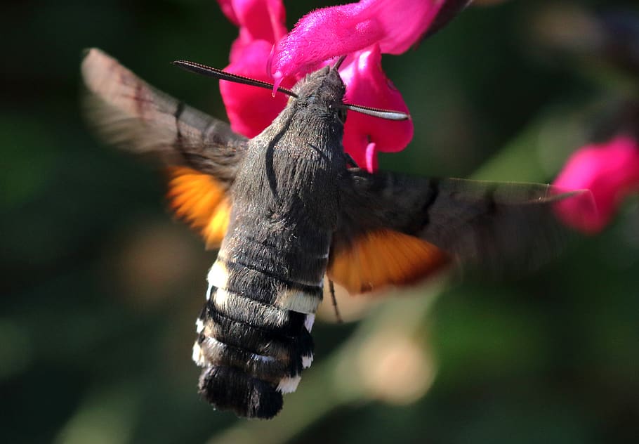 hummingbird hawk moth, insect, wing, nature, summer, flying, garden, proboscis, nectar, pollen