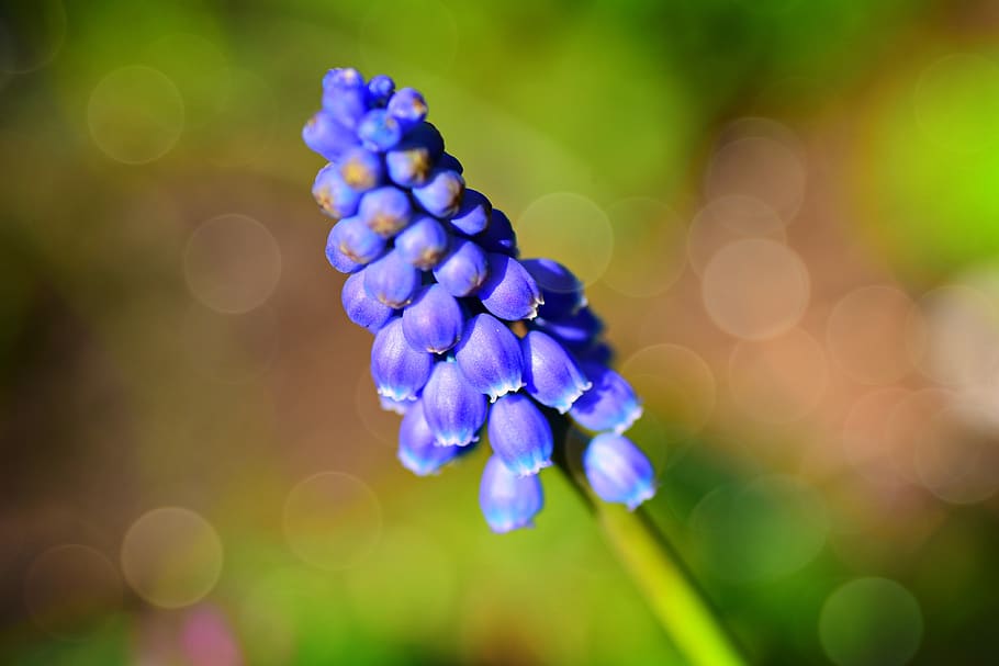 muscari, flower, plant, grape hyacinth, blue, petal, stem, colorful, flora, flowering plant