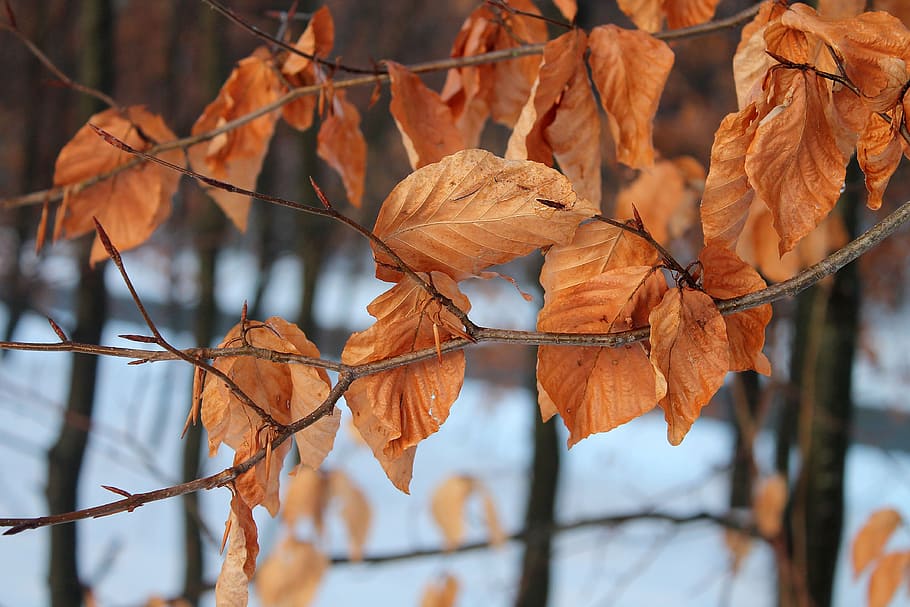 leaves, trees, natural, winter, withered, dead leaves, denmark, forest, branches, snow
