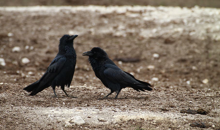two black ravens, crow, farm, corvid, agriculture, bird, field, fence, gate, livestock