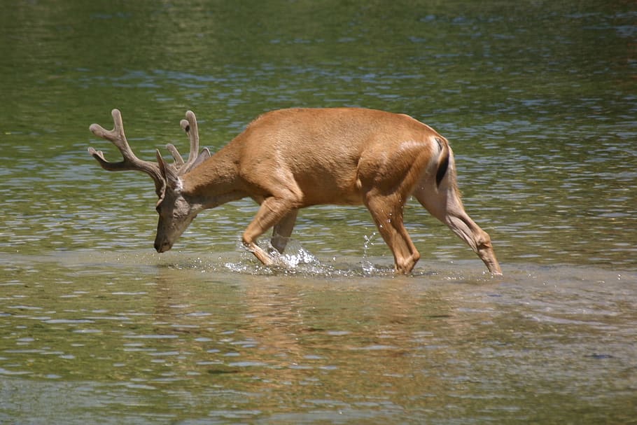 Deer, Nature, Yosemite, Wildlife, antlers, animal, animals And Pets, animals In The Wild, wild Animals, africa