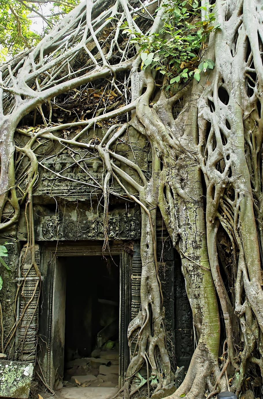 cambodia, angkor, angkor thom, temple, ruins, lianas, encroachment, roots, vegetation, destruction