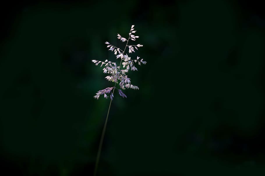 low, light photo, white, petaled flower, blade of grass, grasses, seeds, nature, plant, individually