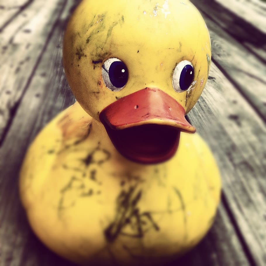 selective, focus photography, yellow, rubber duck, gray, wooden, surface, toy, duckling, baby