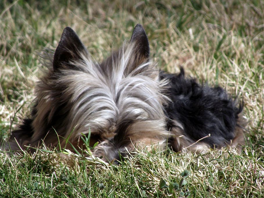 yorkie, terrier, dog, pet, canine, portrait, ears, pointed, domestic animals, animal themes