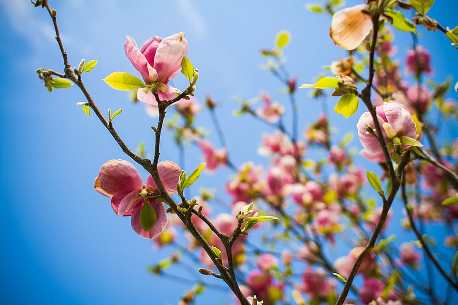 Musim Semi Di Sini, mekar, musim semi, pohon, alam, bunga, warna pink, cabang, tanaman, Kepala bunga