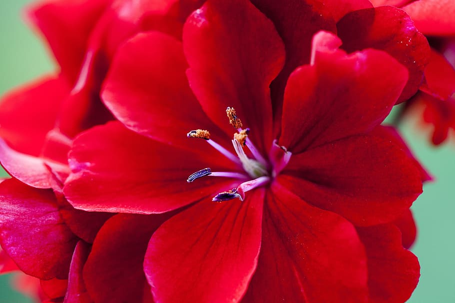 Flower, Sticks, Summer, red flower, sticks, detail of the flower, nutmeg, a balcony, flower, red, petal