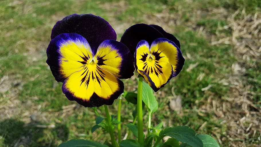 pansies, viola tricolor, pansy flower, pansy, purple pansy, yellow pansy, garden pansy, flower pansy, images of pansies, image of pansy