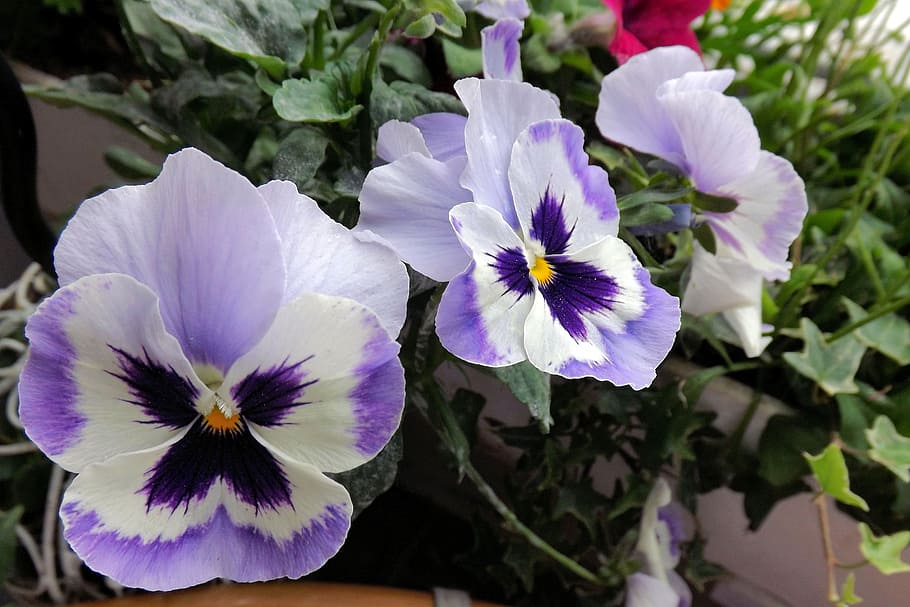 Pansy, Spring, Flower Bed, blue, flowers, flower, purple, petal, nature, beauty in nature
