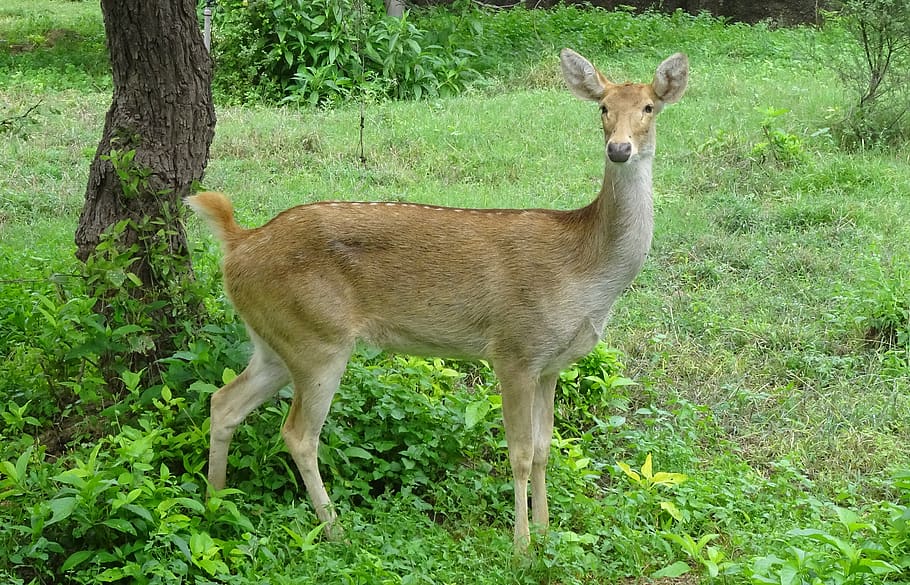 swamp deer, barasingha, female, rucervus duvaucelii, cervidae, wildlife, animal, rajasthan, india, plant