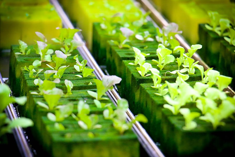 hydroponics, farmland, green, farm, plant, cultivating, agriculture, green color, leaf, selective focus