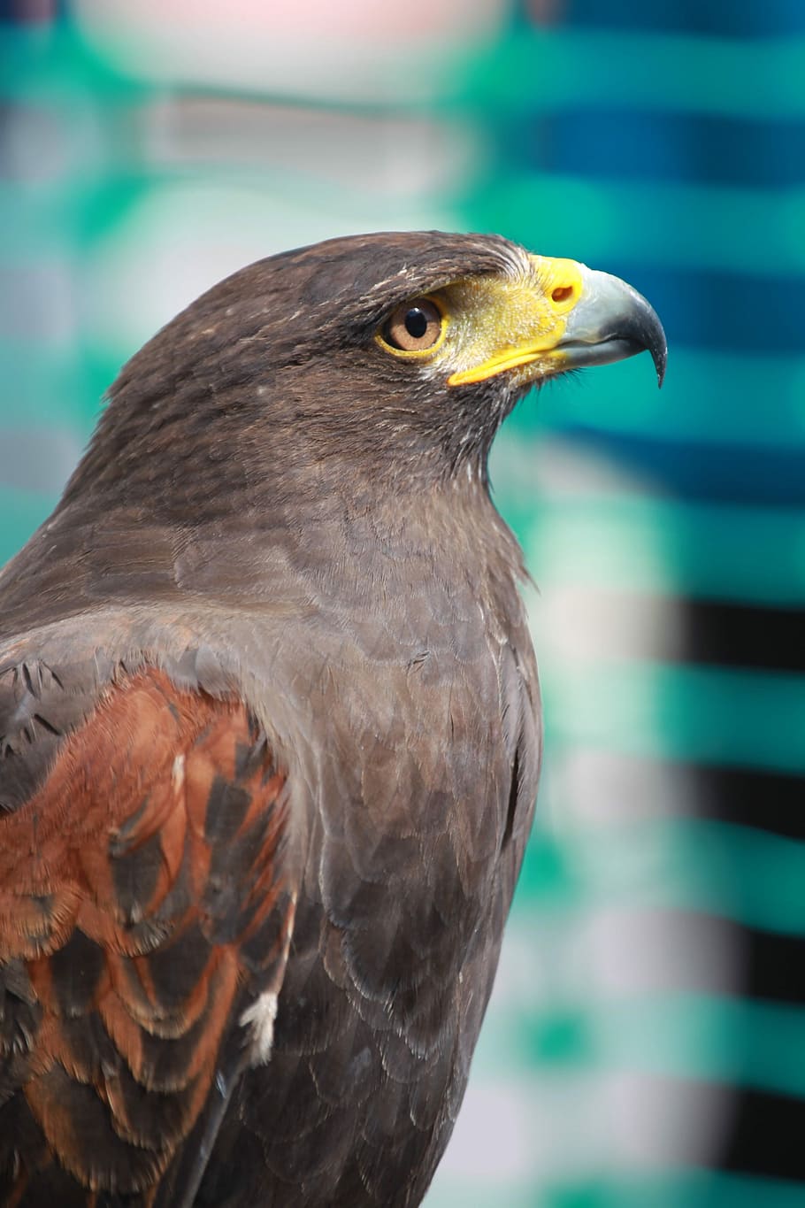 Hawk, Falcon, Bird, Bird, Bird Of Prey, bird, predator, wildlife, hunter, aves, avian
