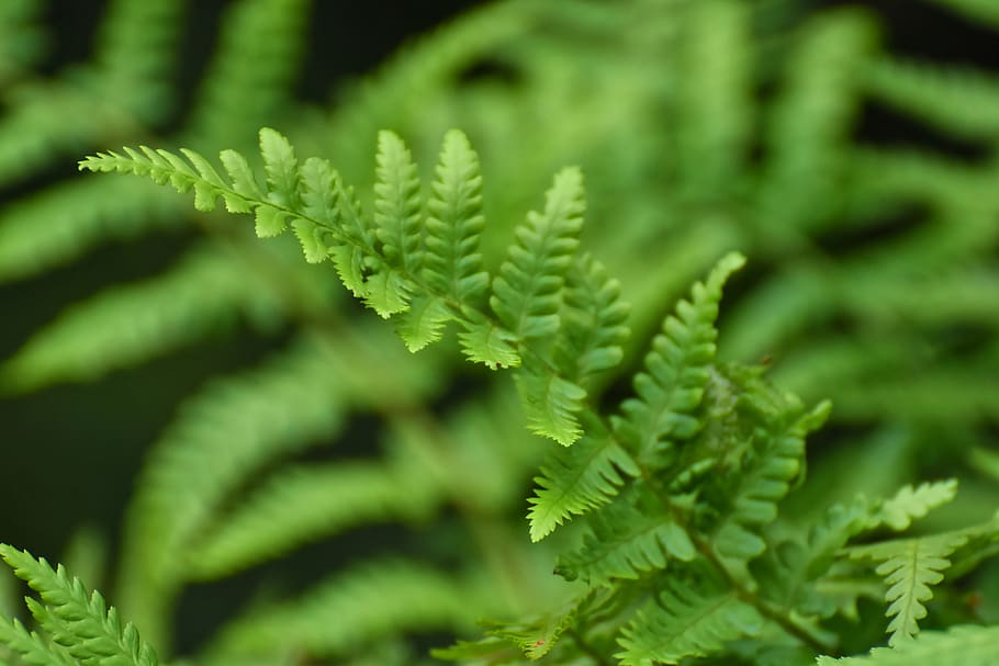 fern, plant, green, nature, leaves, flora, wedel, macro, close up, fiddlehead