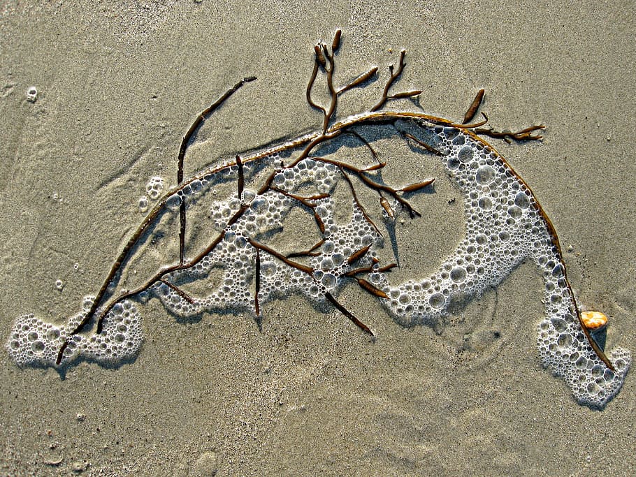 brown, tree branch, sand, daytime, seaweed, bubble, sea, weed, beach, marine