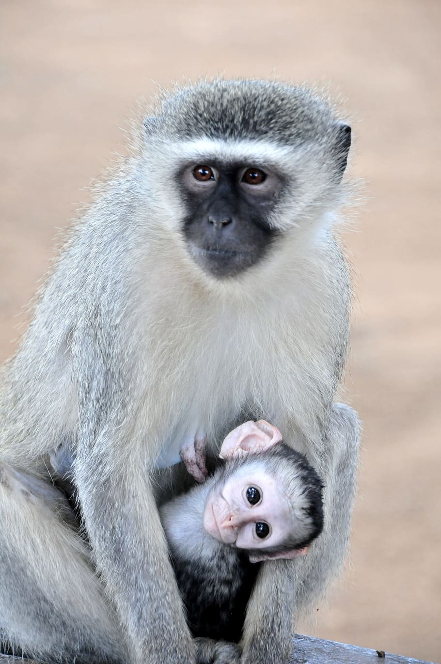 Monyet Grivet, Afrika Selatan, Taman Kruger, kantung, ibu, hewan, mamalia, monyet, primata, margasatwa