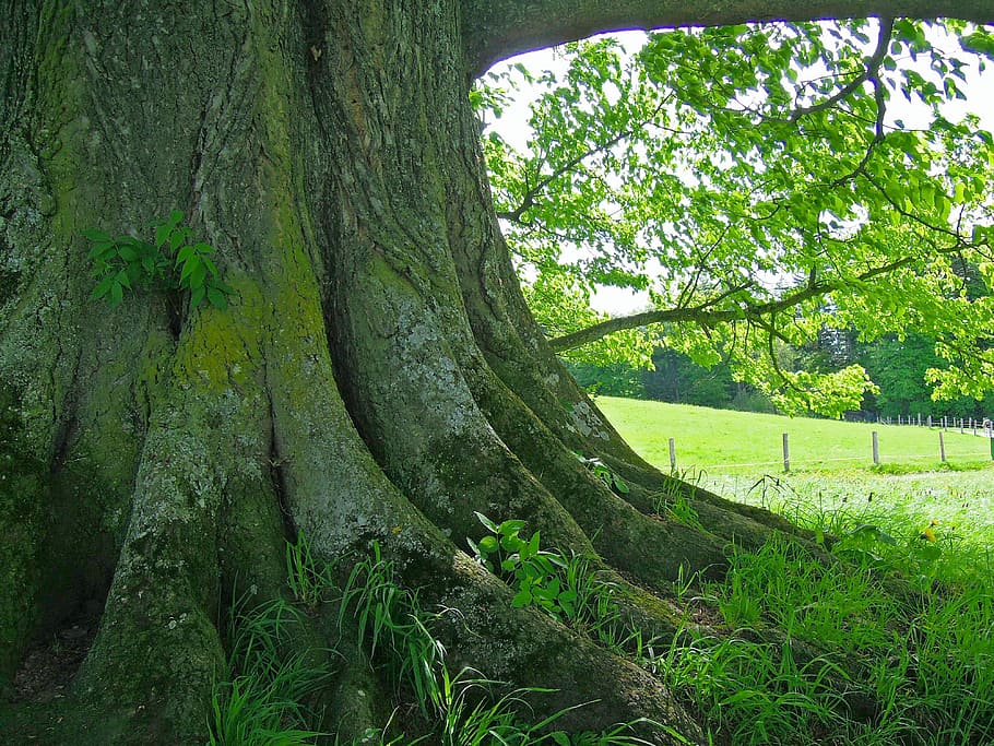 green-bark tree, grass field, daytime, tree, root, tribe, rooted, quaint, elementary, nature