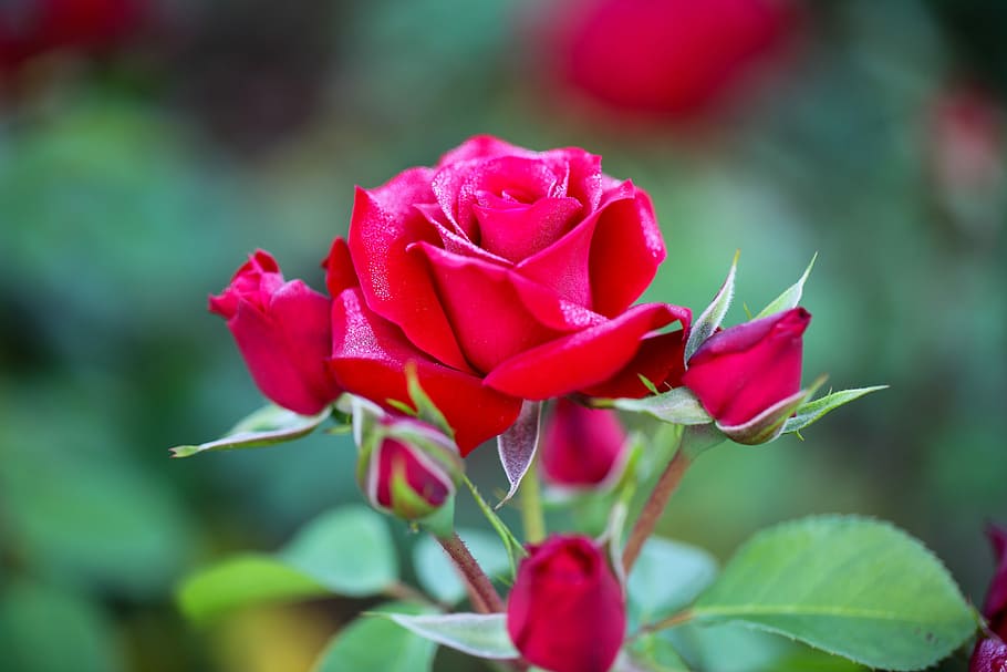 red, roses, bloom, rose, buds, daytime, flowers, plants, petal, nature