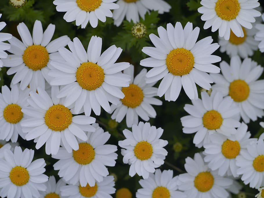 close-up photography, ox-eyed daisy flower, bloom, daisy, margaret, countless, gregariousness, one side, flower garden, flowers