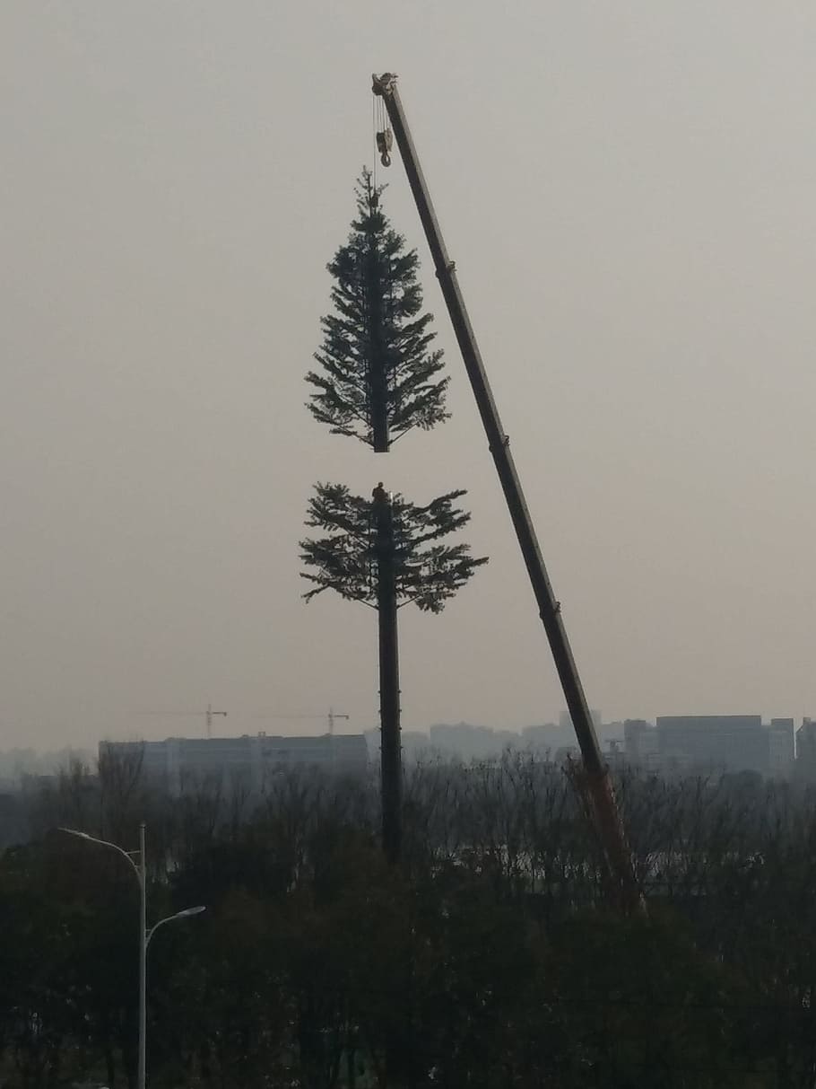 self-drive tour, phone photos, signal, plant, tree, sky, nature, fog, tranquility, tranquil scene