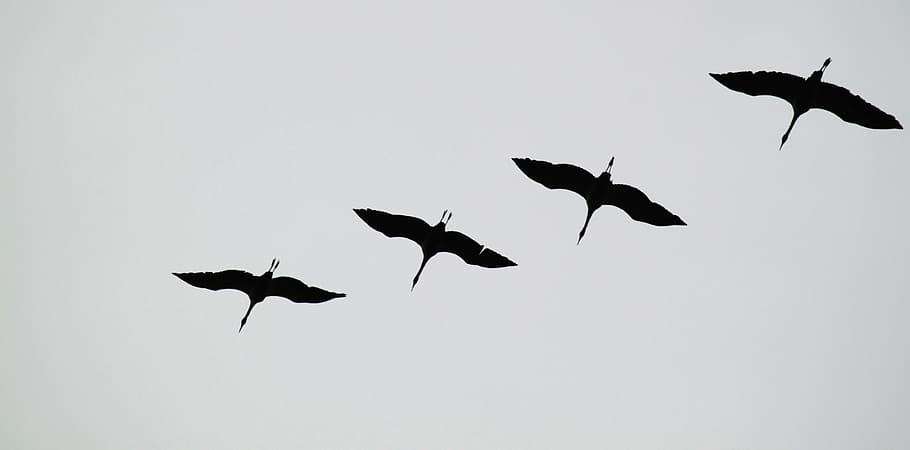 silhouette, low, angle photography, four, cranes, flying, flock of birds, migratory birds, birds, animal