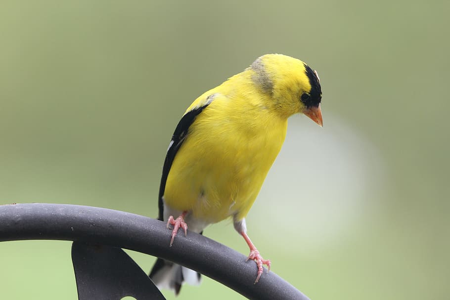 bird, goldfinch, nature, animal, finch, wildlife, carduelis, wild, wing, feather