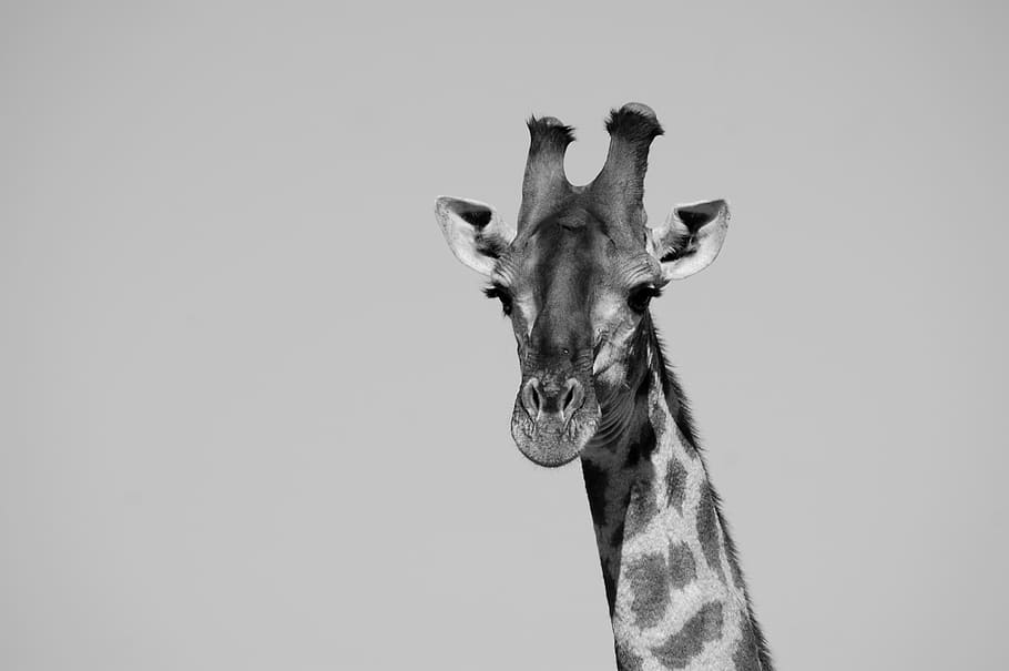fotografia em escala de cinza, girafa, safari, cabeça, áfrica, africano, jardim zoológico, mamífero, vida selvagem, pescoço