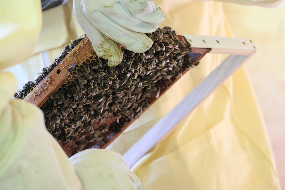 Bees, Beekeeper, Honey, Nature, Beehive, insect, honey bees, hive, work, beekeeping