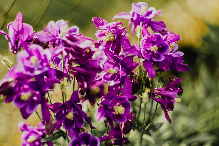Aquilegia vulgaris, flores, roxo, Columbine europeu, violeta, flora, floral, flor, botânico, florescendo