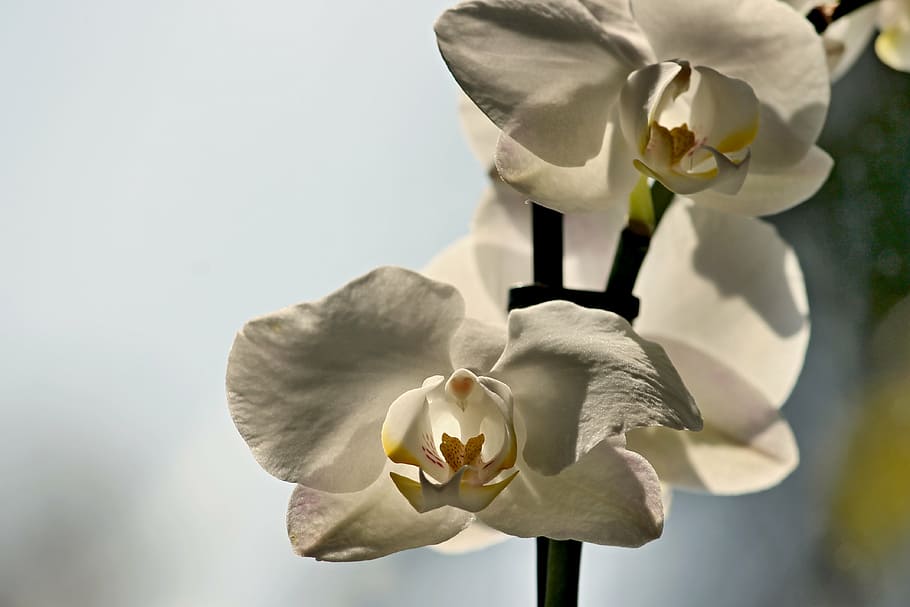orquídea, flor, florecer, cerrar, planta, phalaenopsis, blanco, tropical, filigrana, panícula
