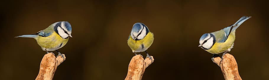 three, yellow, white, blue, bird perch, branch close-up photography, blue tit, songbird, bird, nature