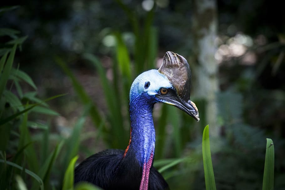 purple, brown, peacock, green, plants, cassowary, flightless bird, bird, bouquet, ostrich
