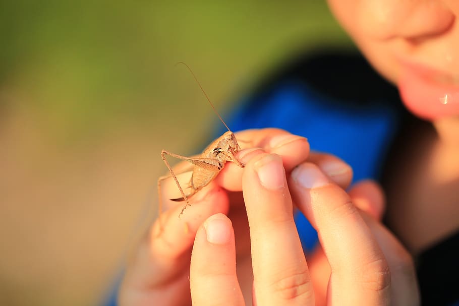 grasshopper, hand, insect, animal, nature, creature, summer, close up, long probe shrink, animal world