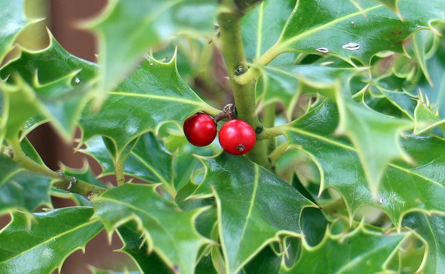 holly, ilex, fruit, berries, green, red, prickly, spiny, toxic, holly plants
