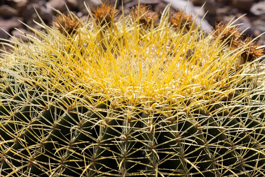 cactus, spine, desert, prickly, succulent, close-up, succulent plant, plant, growth, beauty in nature