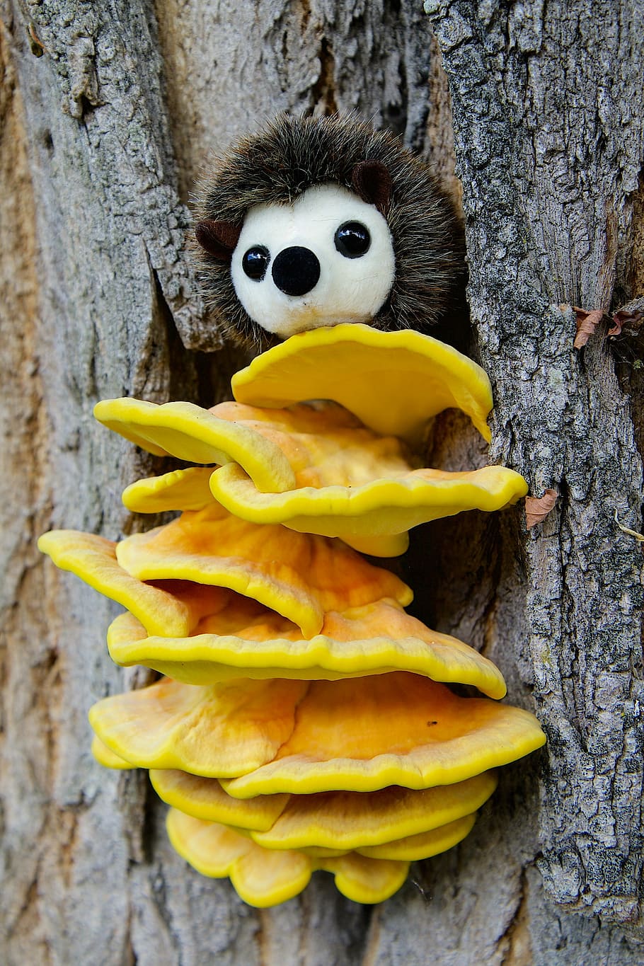 yellow mushrooms, nature, tree, tree bark, mushroom, sulphur ovinus, hedgehog, tree trunk, yellow, close-up