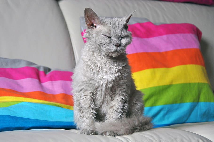 gray, cat, sitting, white, sofa, race, sleepy, domestic cat, pet, animal