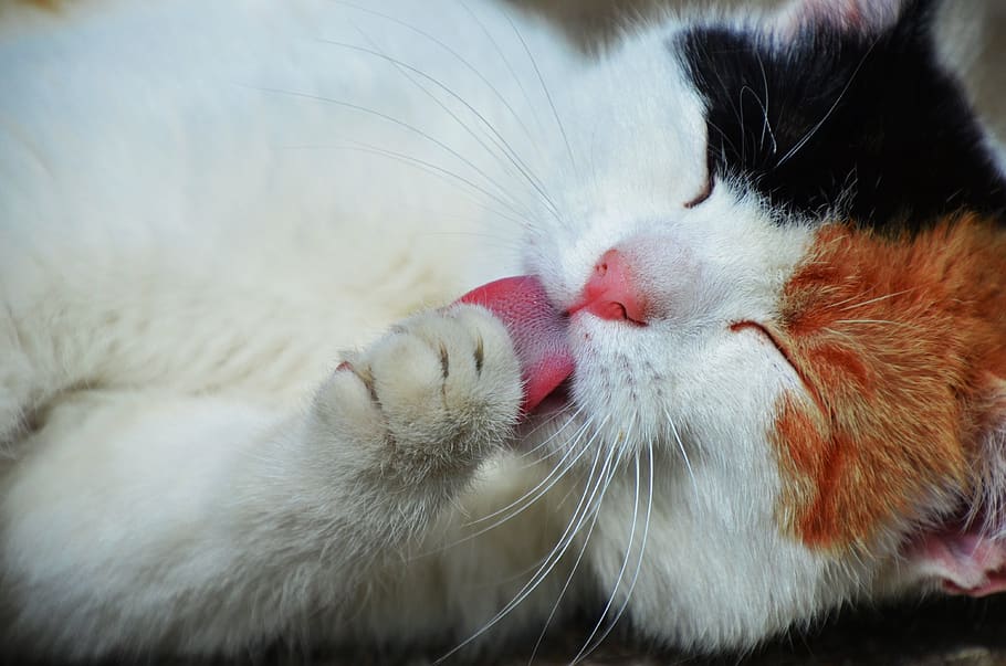 anak kucing, kucing, menggunakan konsentrat pembersihan mineral, renang, pembersihan tubuh, rambut, bahasa, hewan peliharaan, Manis, hewan