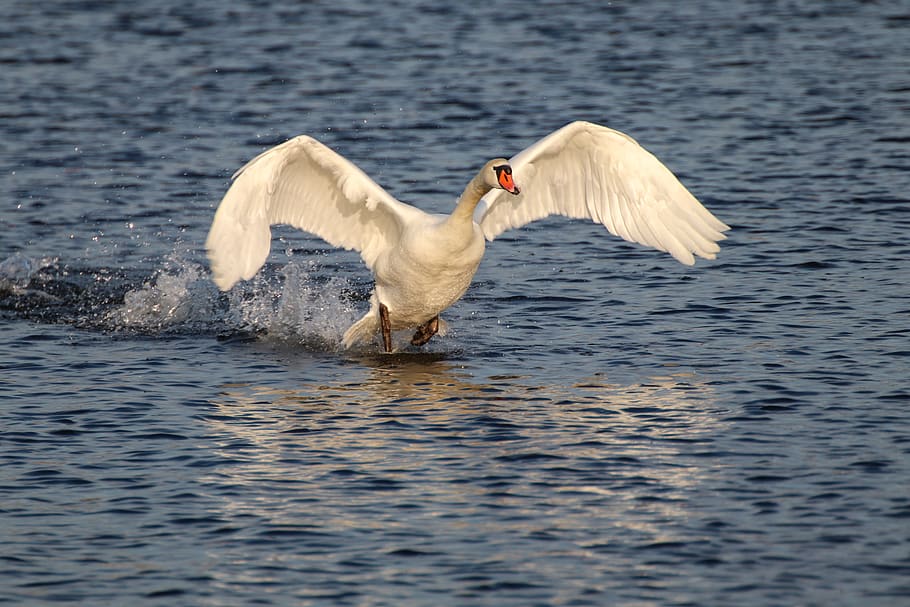 swan, flight, water, water bird, flying, wing, landing, feather, animal, bird