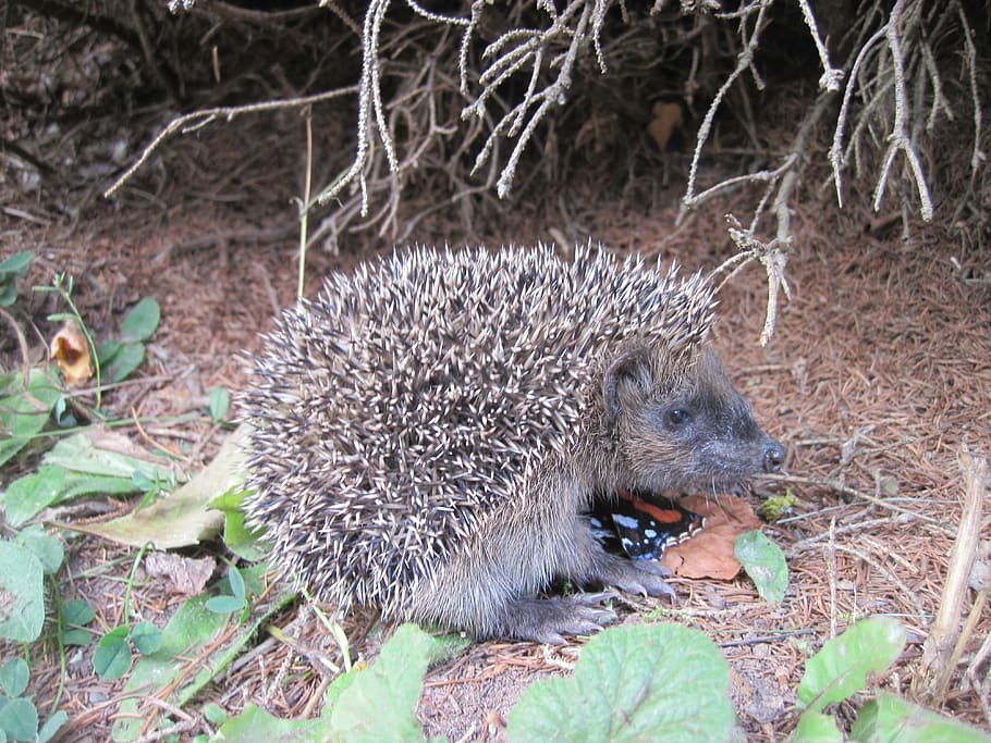 hedgehog, young hedgehog, spur, hedgehog child, foraging, animal world, prickly, mammal, nature, hannah