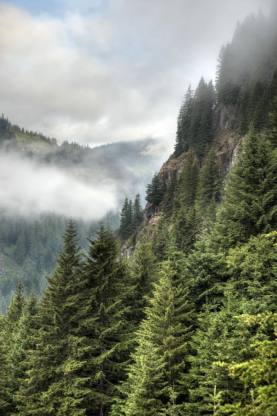 green, leaf trees, mountain, stevens canyon, early, morning, fog, mt rainier, hiking, background