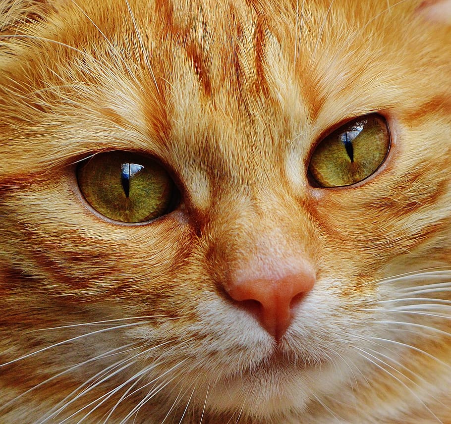 fotografi makro, oranye, kucing betina, kucing, wajah, tutup, lihat, mata, potret, adidas