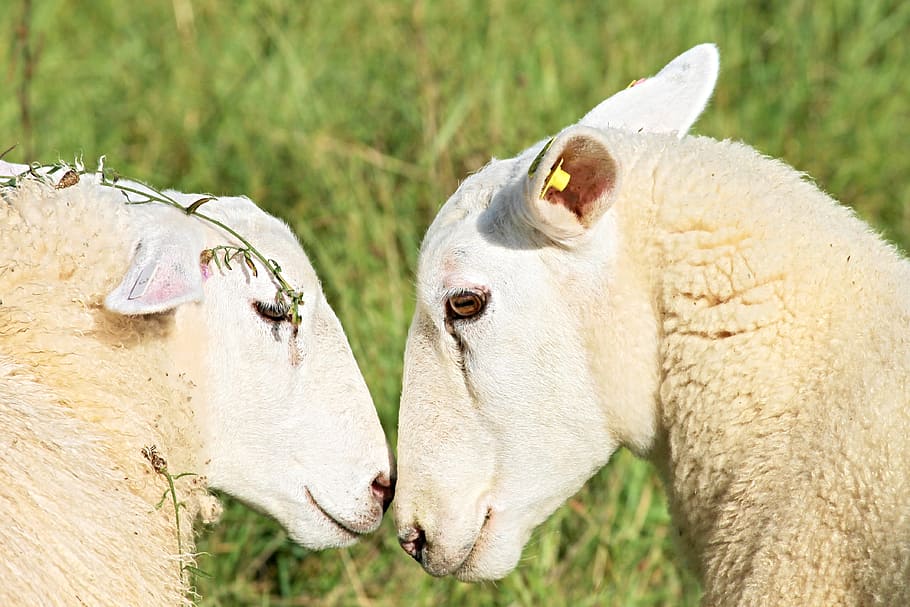 dos, blanco, corderos, al aire libre, ovejas, dos ovejas, amor, acurrucarse, amistad, pelaje