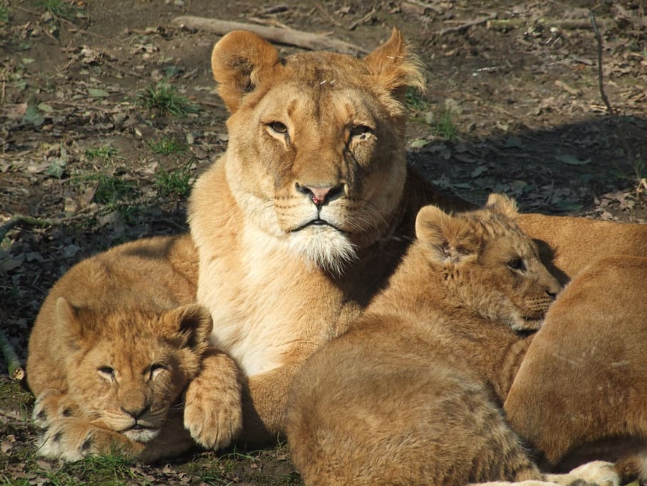 leona, dos, cachorros, acostado, juntos, león, mamá, mujer, zoológico, animales