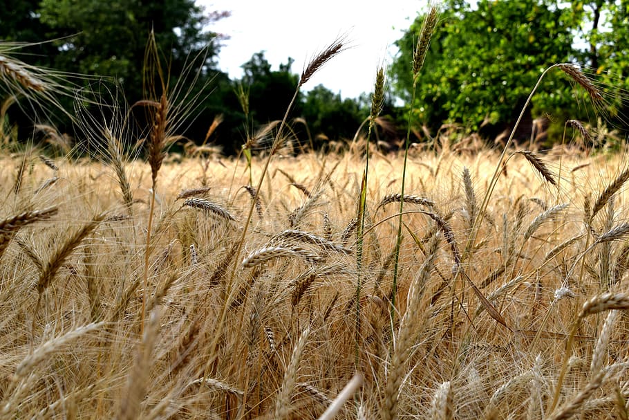 nature, wheat, field, food, agriculture, farm, grain, harvest, bread, plant