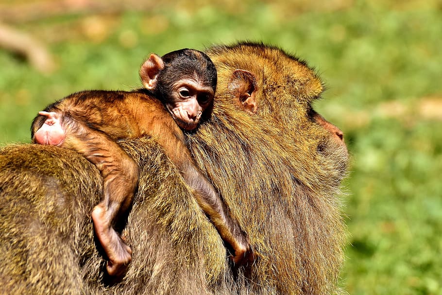 mono marrón, marrón, mono, mono bebé, mono barbary, especies en peligro de extinción, mono montaña salem, animal, animal salvaje, zoológico