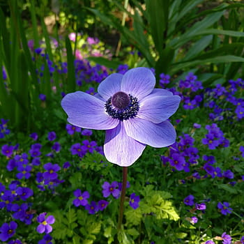 Fotos flor de anémona púrpura libres de regalías | Pxfuel