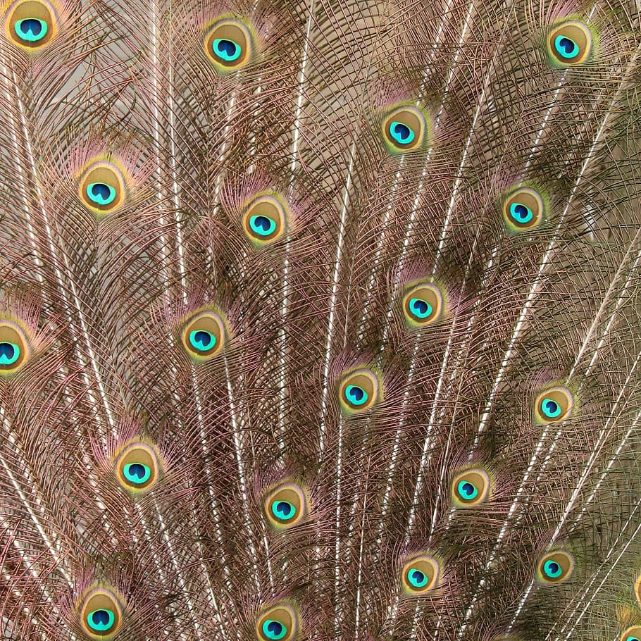 peacock, feather, bird, exhibition, pride, iridescent, wheel, plumage, beautiful, poultry