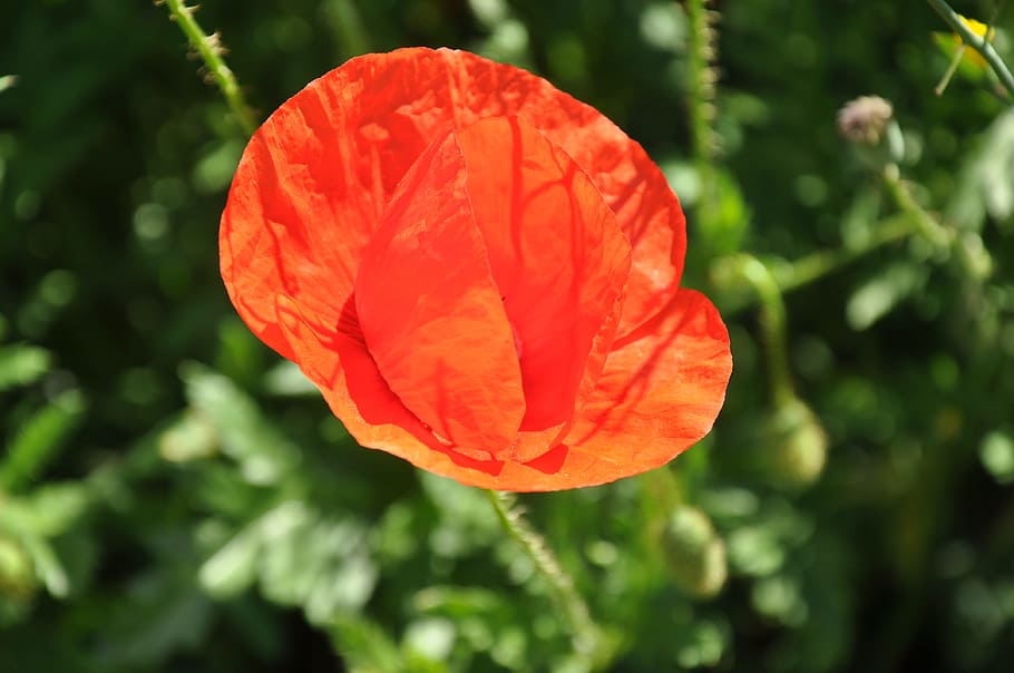 Flowers, Poppy, Nature, Field, flower, growth, plant, petal, beauty in nature, freshness